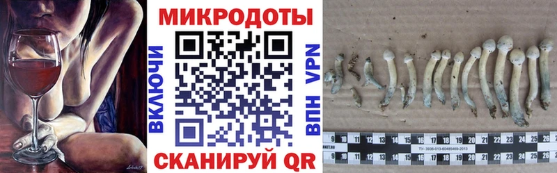 Псилоцибиновые грибы Psilocybe Вичуга