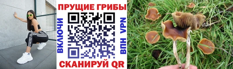 Галлюциногенные грибы мицелий  Купить закладки  Вичуга 